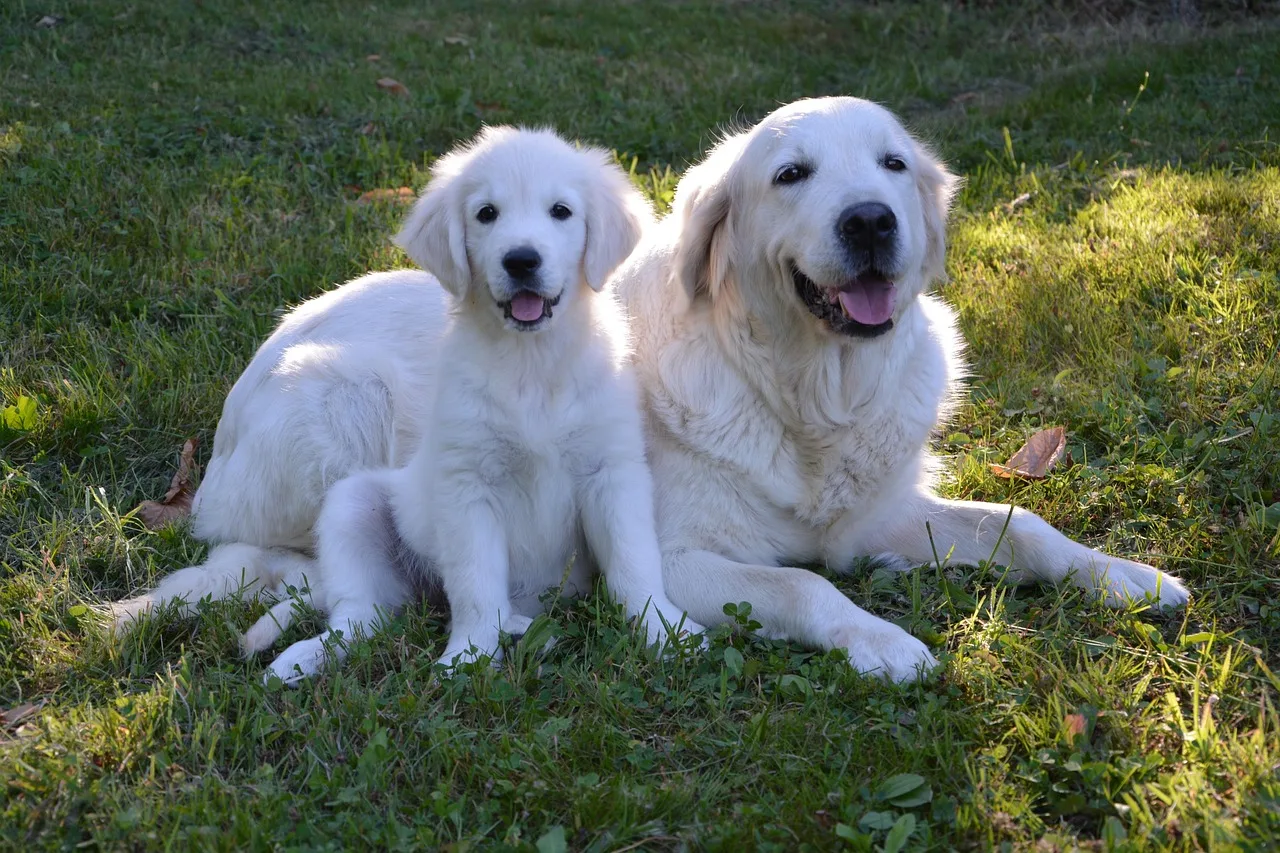 valp, golden retriever, young, baby, mamma, tamdjur, grön, lycka, husdjur