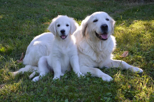valp, golden retriever, young, baby, mamma, tamdjur, grön, lycka, husdjur. Så gör du en sökordsanalys för den svenska marknaden